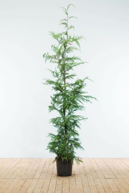 Cipres Cupressocyparis leylandii Haag 175-200 Kluit Cipres / Leyland Cupressocyparis Leylandii 175-200 cm