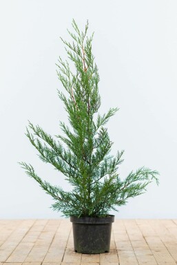 Cipres / Leylandii 2001 Cupressocyparis Leylandii 2001 60-80 cm