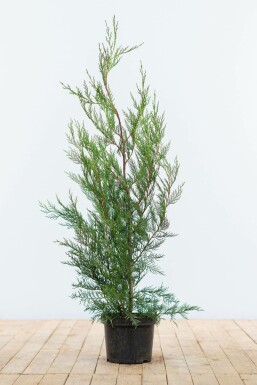 Cipres Cupressocyparis leylandii 2001 Haag 80-100 Kluit Cipres / Leylandii 2001 Cupressocyparis Leylandii 2001 80-100 cm