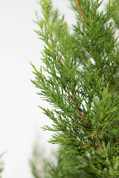 Cipres / Leylandii 2001 Cupressocyparis Leylandii 2001 80-100 cm