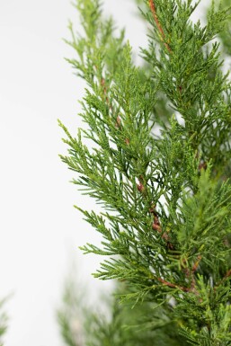 Cipres / Leylandii 2001 Cupressocyparis Leylandii 2001 80-100 cm