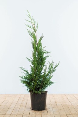 Cipres Cupressocyparis leylandii 2001 Haag 100-125 Kluit Cipres / Leylandii 2001 Cupressocyparis Leylandii 2001 100-125 cm