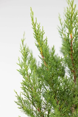 Cipres / Leylandii 2001 Cupressocyparis Leylandii 2001 100-125 cm