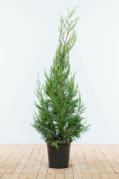 Cipres / Leylandii 2001 Cupressocyparis Leylandii 2001 125-150 cm