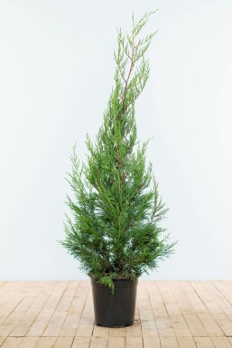 Cipres Cupressocyparis leylandii 2001 Haag 125-150 Kluit Cipres / Leylandii 2001 Cupressocyparis Leylandii 2001 125-150 cm