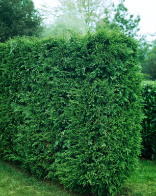 Cipres / Leylandii 2001 Cupressocyparis Leylandii 2001 125-150 cm