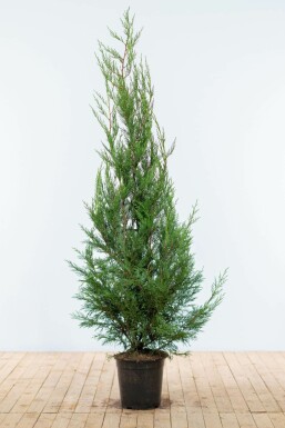 Cipres Cupressocyparis leylandii 2001 Haag 150-175 Kluit Cipres / Leylandii 2001 Cupressocyparis Leylandii 2001 150-175 cm