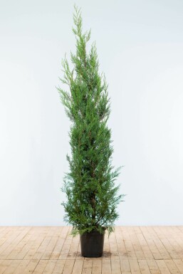 Cipres Cupressocyparis leylandii 2001 Haag 175-200 Kluit Cipres / Leylandii 2001 Cupressocyparis Leylandii 2001 175-200 cm
