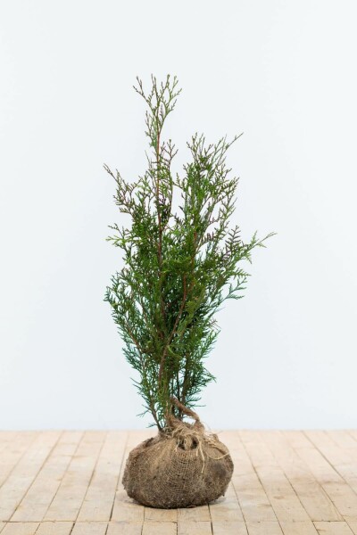 Thuja Plicata Atrovirens 60-80 cm