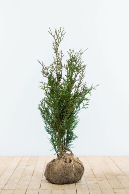 Thuja Plicata Atrovirens 60-80 cm