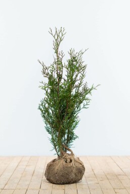 Thuja Plicata Atrovirens