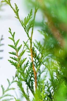 Thuja Plicata Atrovirens 60-80 cm