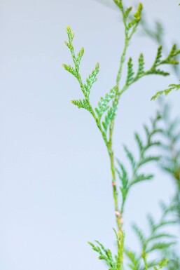 Thuja Plicata Atrovirens 60-80 cm