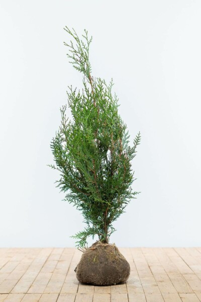 Thuja Plicata Atrovirens 80-100 cm