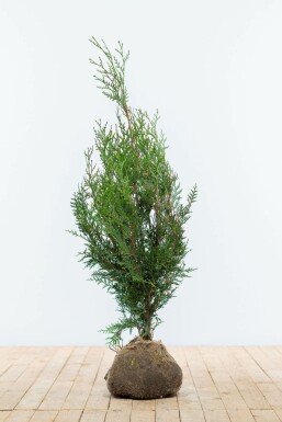 Thuja Plicata Atrovirens 80-100 cm