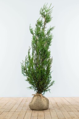 Thuja Plicata Atrovirens 100-125 cm