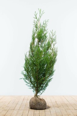 Thuja Plicata Atrovirens 125-150 cm