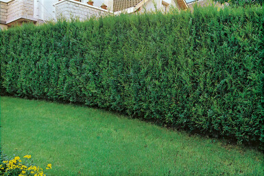 Reuzenlevensboom Thuja occidentalis Atrovirens Haag 125-150 Kluit Thuja Plicata Atrovirens 125-150 cm