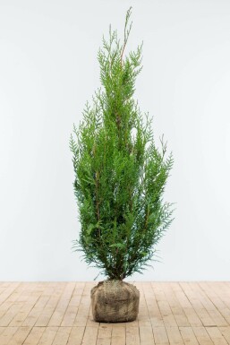 Thuja Plicata Atrovirens 150-175 cm
