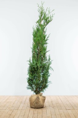 Thuja Plicata Atrovirens 175-200 cm