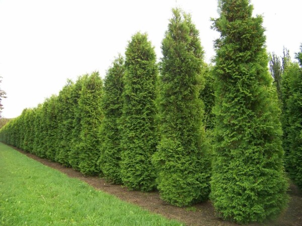 Thuja Occidentalis Brabant 60-80 cm