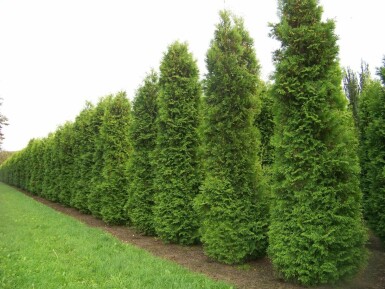 Westerse levensboom Thuja occidentalis Brabant Haag 60-80 Kluit Thuja Occidentalis Brabant 60-80 cm