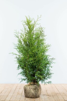 Westerse levensboom Thuja occidentalis Brabant Haag 80-100 Kluit Thuja Occidentalis Brabant 80-100 cm