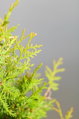 Thuja Occidentalis Brabant 80-100 cm