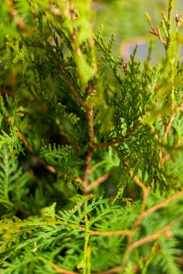 Thuja Occidentalis Brabant 100-120 cm