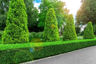 Thuja Occidentalis Brabant 100-120 cm