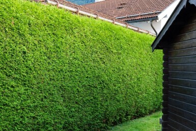 Thuja Occidentalis Brabant 100-120 cm