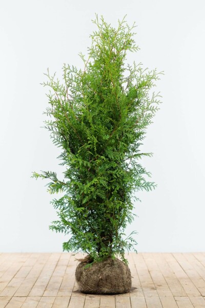 Thuja Occidentalis Brabant 120-140 cm