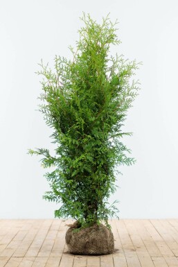 Westerse levensboom Thuja occidentalis Brabant Haag 120-140 Kluit Thuja Occidentalis Brabant 120-140 cm