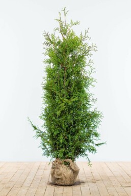 Westerse levensboom Thuja occidentalis Brabant Haag 140-160 Kluit Thuja Occidentalis Brabant 140-160 cm