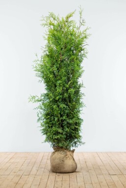 Westerse levensboom Thuja occidentalis Brabant Haag 160-180 Kluit Thuja Occidentalis Brabant 160-180 cm