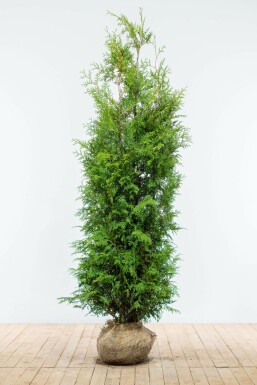 Westerse levensboom Thuja occidentalis Brabant Haag 180-200 Kluit Thuja Occidentalis Brabant 180-200 cm