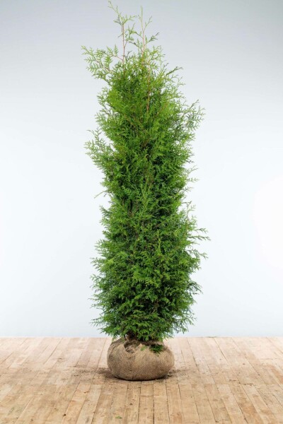 Thuja Occidentalis Brabant 200-225 cm