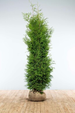 Westerse levensboom Thuja occidentalis Brabant Haag 200-225 Kluit Thuja Occidentalis Brabant 200-225 cm