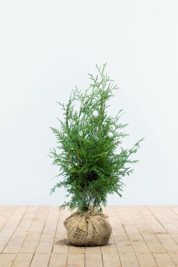 Reuzenlevensboom Thuja occidentalis Excelsa Haag 60-80 Kluit