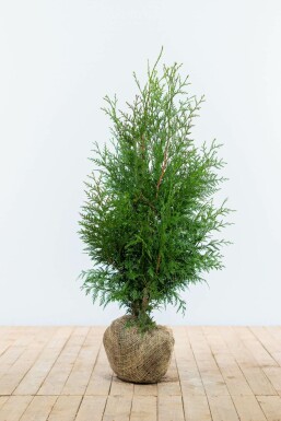 Thuja Plicata Excelsa 80-100 cm
