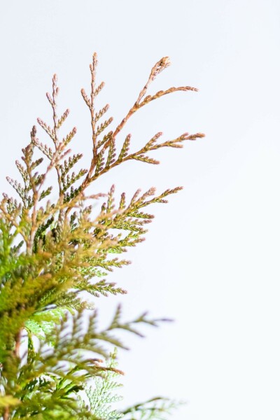 Thuja Plicata Excelsa 80-100 cm