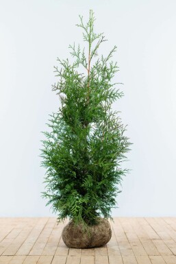 Thuja Plicata Excelsa