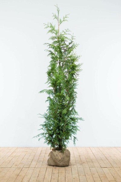 Thuja Plicata Excelsa 125-150 cm