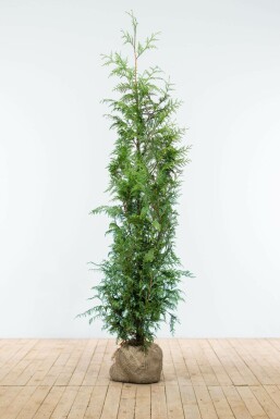Thuja Plicata Excelsa 125-150 cm