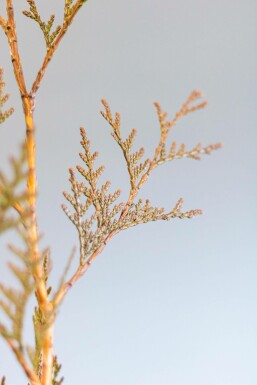 Thuja Plicata Excelsa 125-150 cm