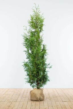 Thuja Plicata Excelsa 150-175 cm