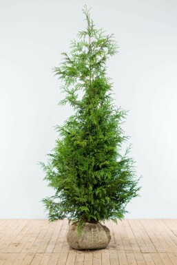 Thuja Plicata Excelsa 175-200 cm