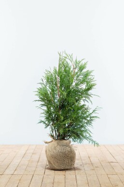 Levensboom Thuja occidentalis Martin Haag 60-80 Kluit