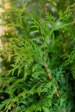 Levensboom Thuja occidentalis Martin Haag 60-80 Kluit