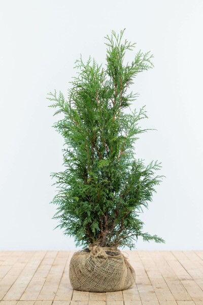 Thuja Plicata Martin 80-100 cm